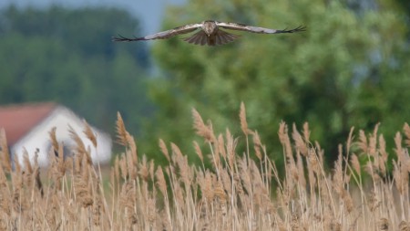 Kékes rétihéja (Circus cyaneus) - Rajtra kész
